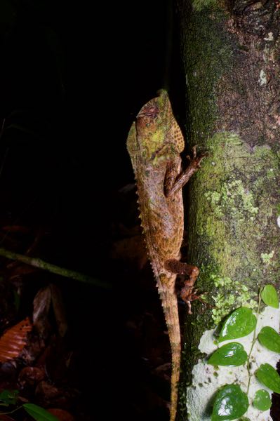 Hump-nosed Lizard (Lyriocephalus scutatus)