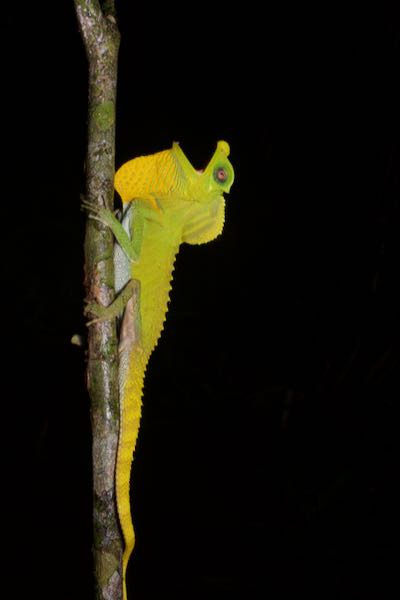 Hump-nosed Lizard (Lyriocephalus scutatus)