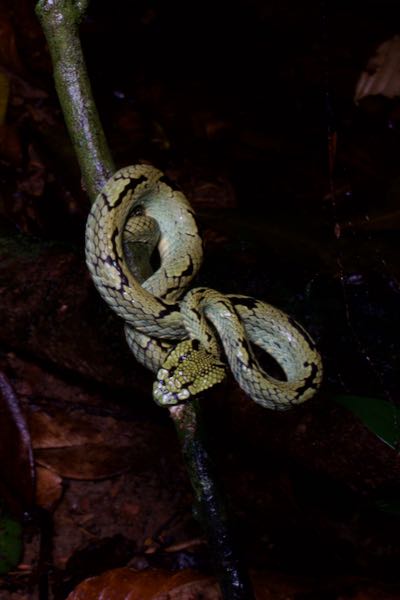 Sri Lankan Green Pit Viper (Craspedocephalus trigonocephalus)