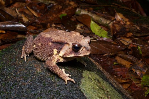 Noellert’s Toad (Duttaphrynus noellerti)