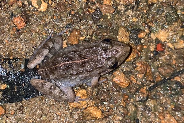 Syhadra Frog (Minervarya syhadrensis)