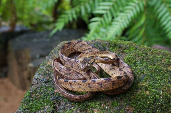 Sri Lanka Cat Snake (Boiga ceylonensis)