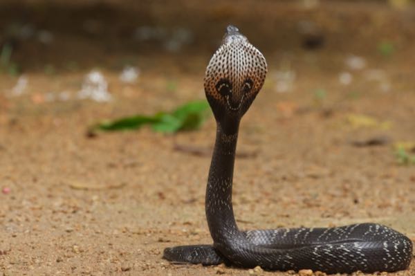 Indian Cobra (Naja naja)