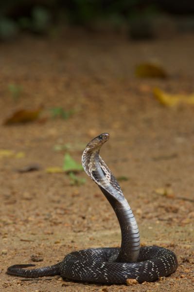 Cobras (Genus Naja) · iNaturalist