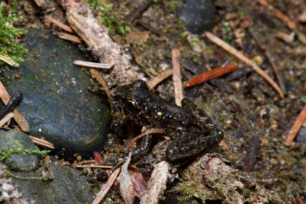 Coastal Tailed Frog (Ascaphus truei)