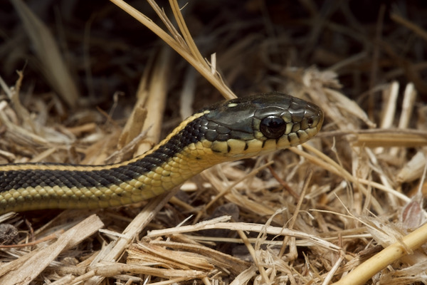 Diablo Range Gartersnake (Thamnophis atratus zaxanthus)