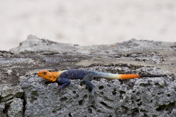 West African Rainbow Lizard (Agama picticauda)