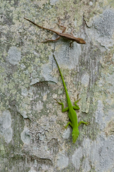 Green Anole (Anolis carolinensis)