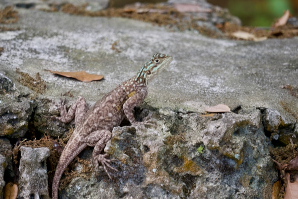 West African Rainbow Lizard (Agama picticauda)