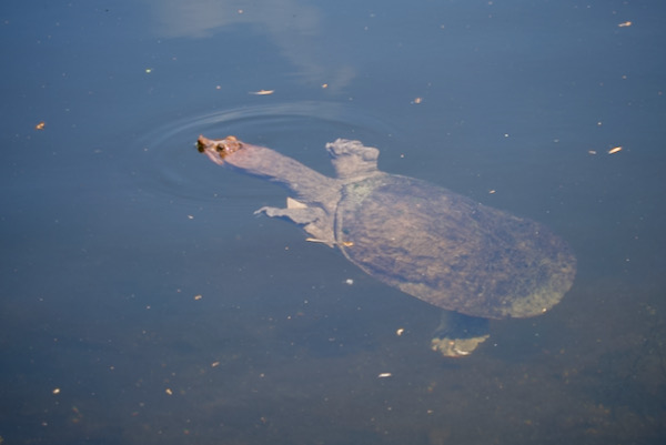 Florida Softshell (Apalone ferox)