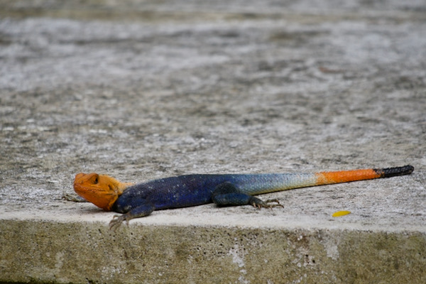 West African Rainbow Lizard (Agama picticauda)