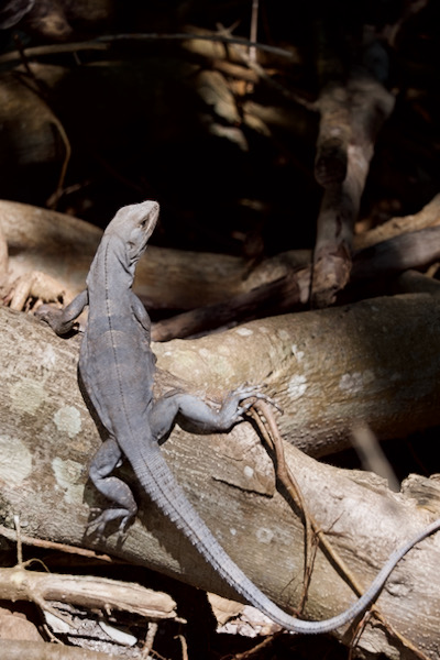 Black Spiny-tailed Iguana (Ctenosaura similis)