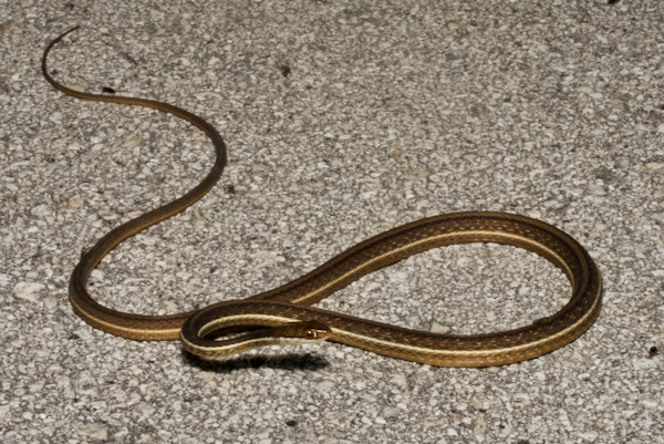 Peninsula Ribbonsnake (Thamnophis saurita sackenii)