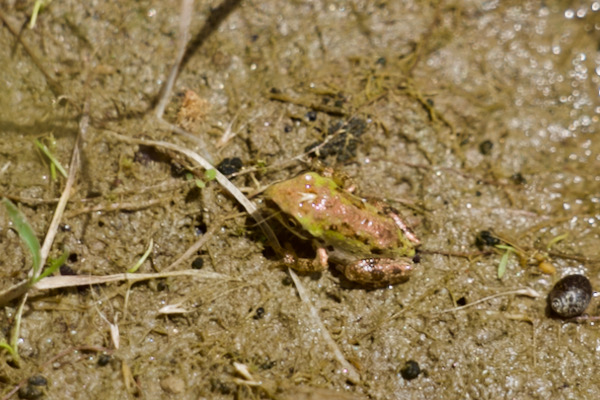 Northern Baja California Treefrog (Pseudacris hypochondriaca hypochondriaca)