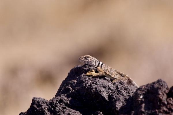 Great Basin Collared Lizard (Crotaphytus bicinctores)