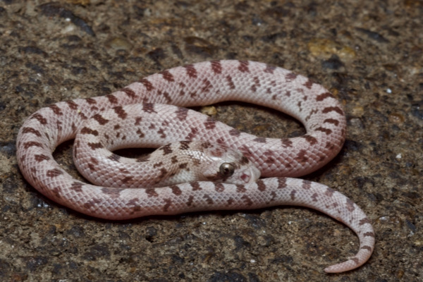 Spotted Leaf-nosed Snake (Phyllorhynchus decurtatus)