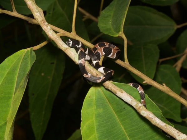 Ornate Snail-eating Snake (Dipsas catesbyi)