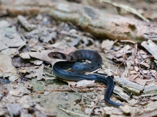 Amazon Tropical Forest Snake (Erythrolamprus pygmaeus)