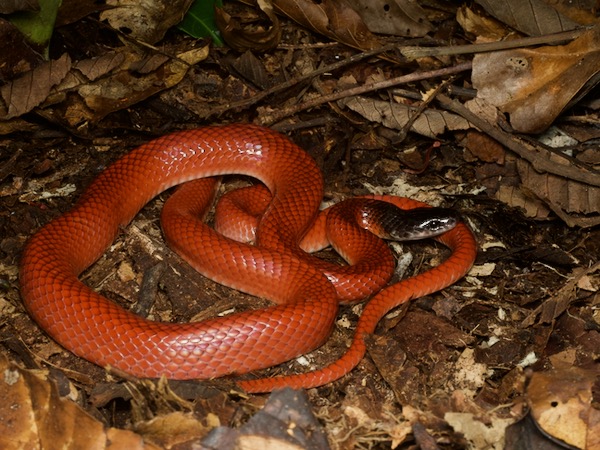 Crowned False Boa (Pseudoboa coronata)