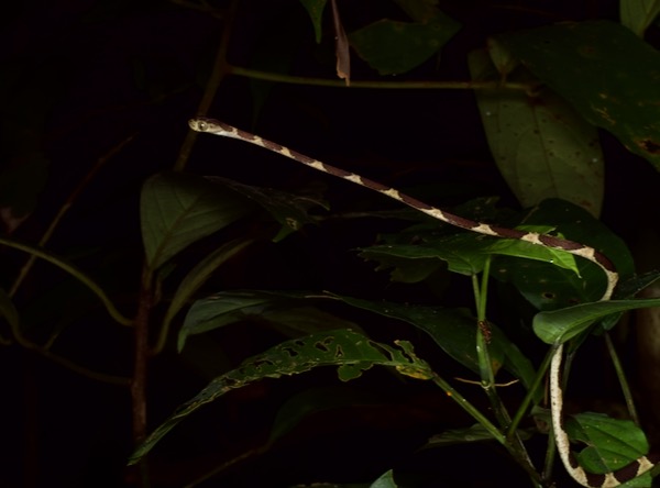 Common Blunt-headed Tree Snake (Imantodes cenchoa)