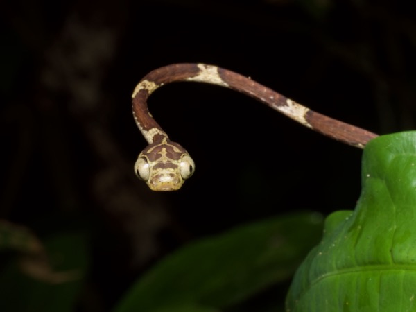 Common Blunt-headed Tree Snake (Imantodes cenchoa)