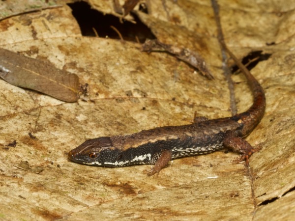 Black-bellied Forest Lizard (Alopoglossus atriventris)