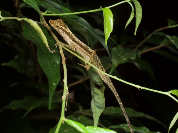 Common Forest Anole (Anolis trachyderma)