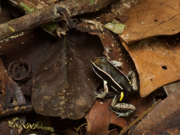 Spotted-thighed Poison Frog (Allobates femoralis)