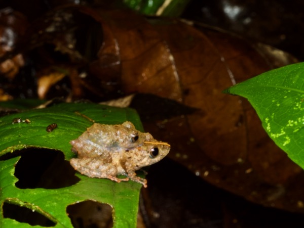 Long-nosed Rain Frog (Pristimantis carvalhoi)