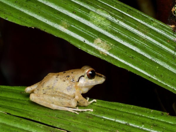 Malkin’s Rain Frog (Pristimantis malkini)
