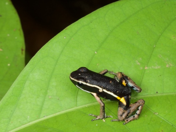 Pale-striped Poison Frog (Ameerega hahneli)