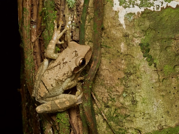 Flat-headed Bromeliad Treefrog (Osteocephalus planiceps)
