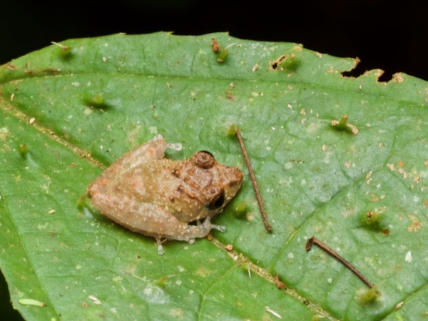 unidentified species (Pristimantis sp 3)