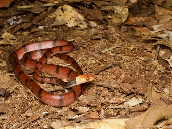 Red Vine Snake (Siphlophis compressus)