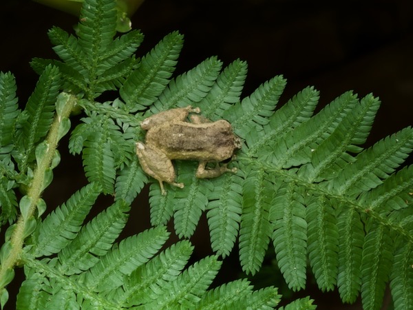 unidentified species (Pristimantis sp 2)