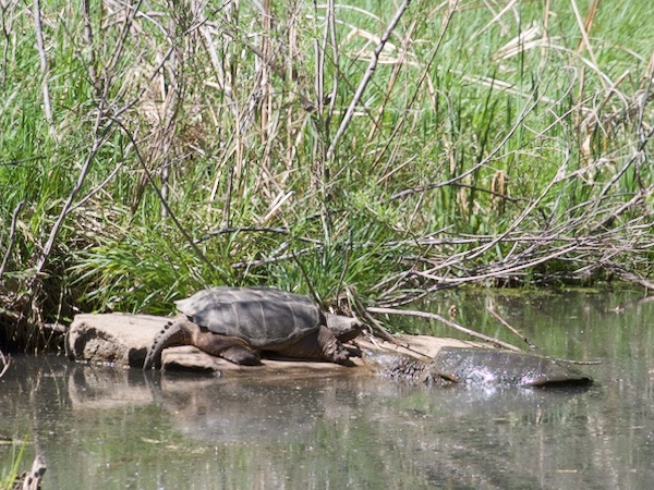 Snapping Turtle (Chelydra serpentina)