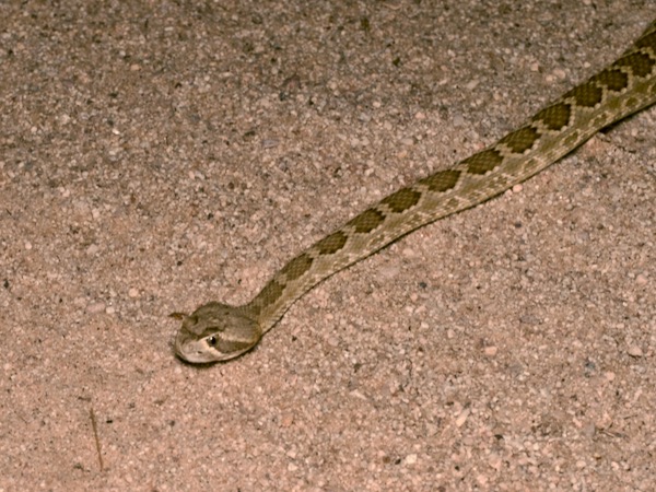 Northern Mohave Rattlesnake (Crotalus scutulatus scutulatus)