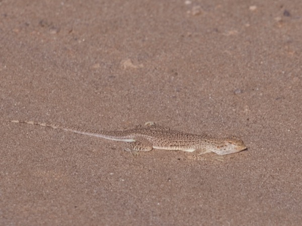 Mohawk Dunes Fringe-toed Lizard (Uma thurmanae)