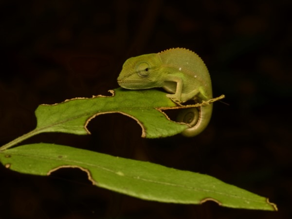 Perinet Chameleon (Calumma gastrotaenia)