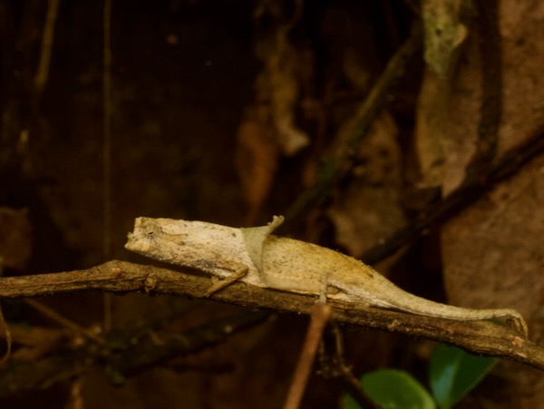 Ramanantsoa’s Leaf Chameleon (Brookesia ramanantsoai)