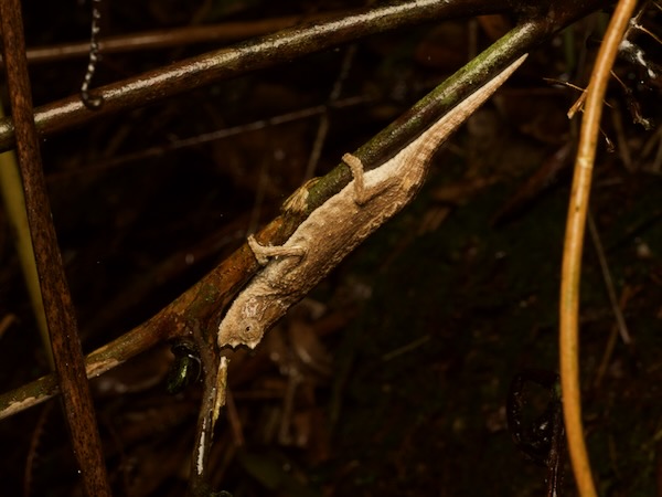 Domergue’s Leaf Chameleon (Brookesia thieli)