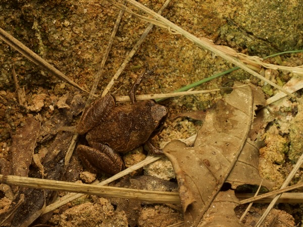 Malagasy Climbing Rain Frog (Plethodontohyla mihanika)