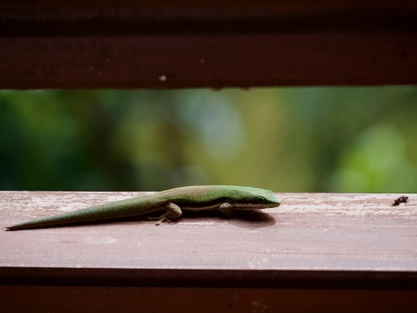 Lined Day Gecko (Phelsuma lineata elanthana)