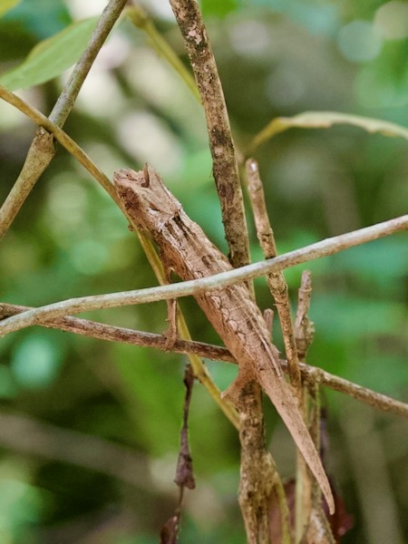 Domergue’s Leaf Chameleon (Brookesia thieli)