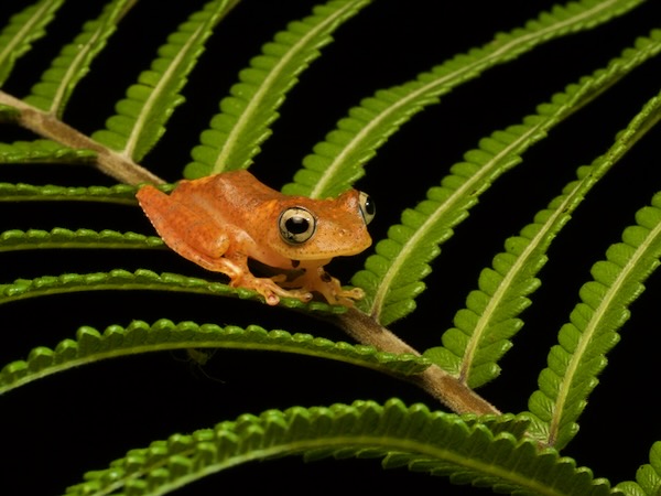 Red Bright-eyed Frog (Boophis pyrrhus)