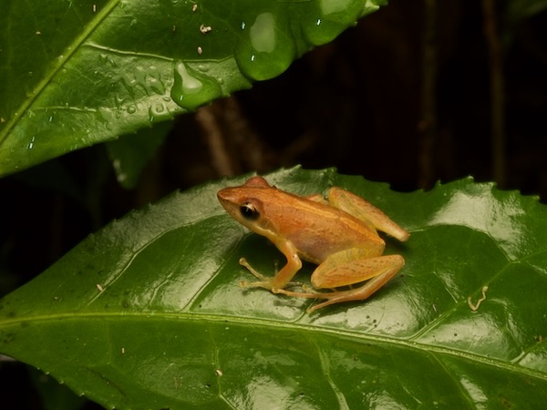 Moramanga Madagascar Frog (Blommersia blommersae)