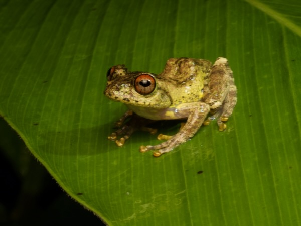 Warty Bright-eyed Frog (Boophis guibei)