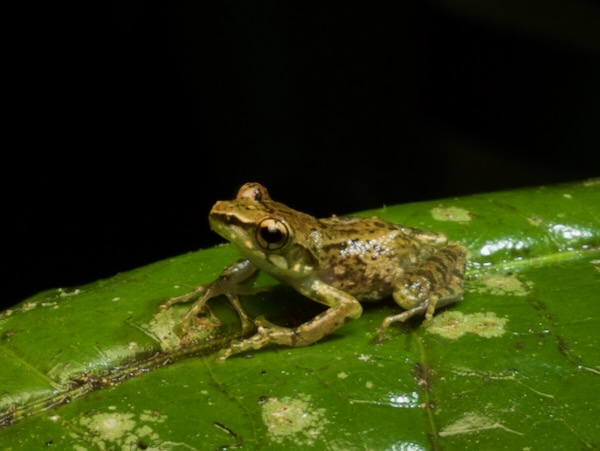 Free Madagascar Frog (Guibemantis liber)