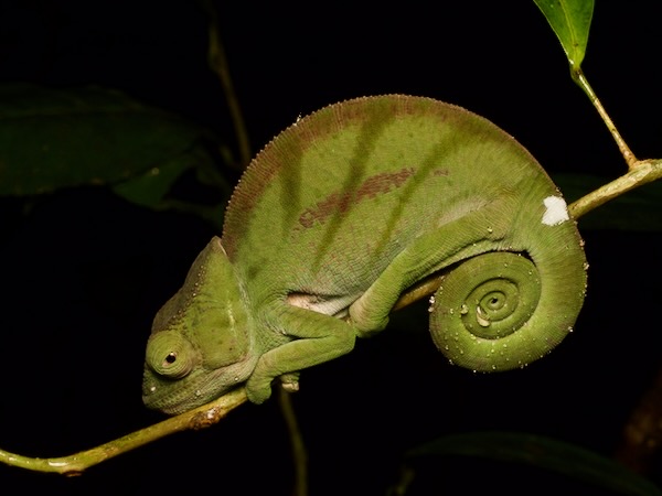 Parson’s Chameleon (Calumma parsonii cristifer)