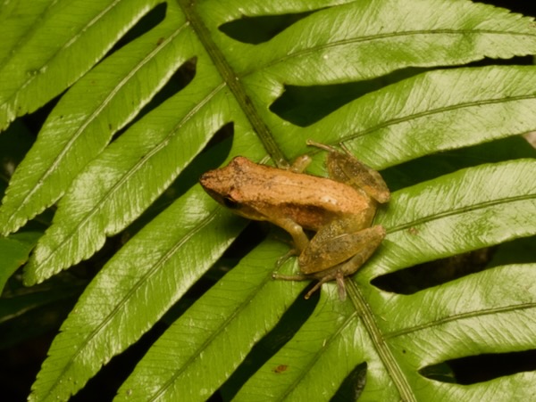 Moramanga Madagascar Frog (Blommersia blommersae)